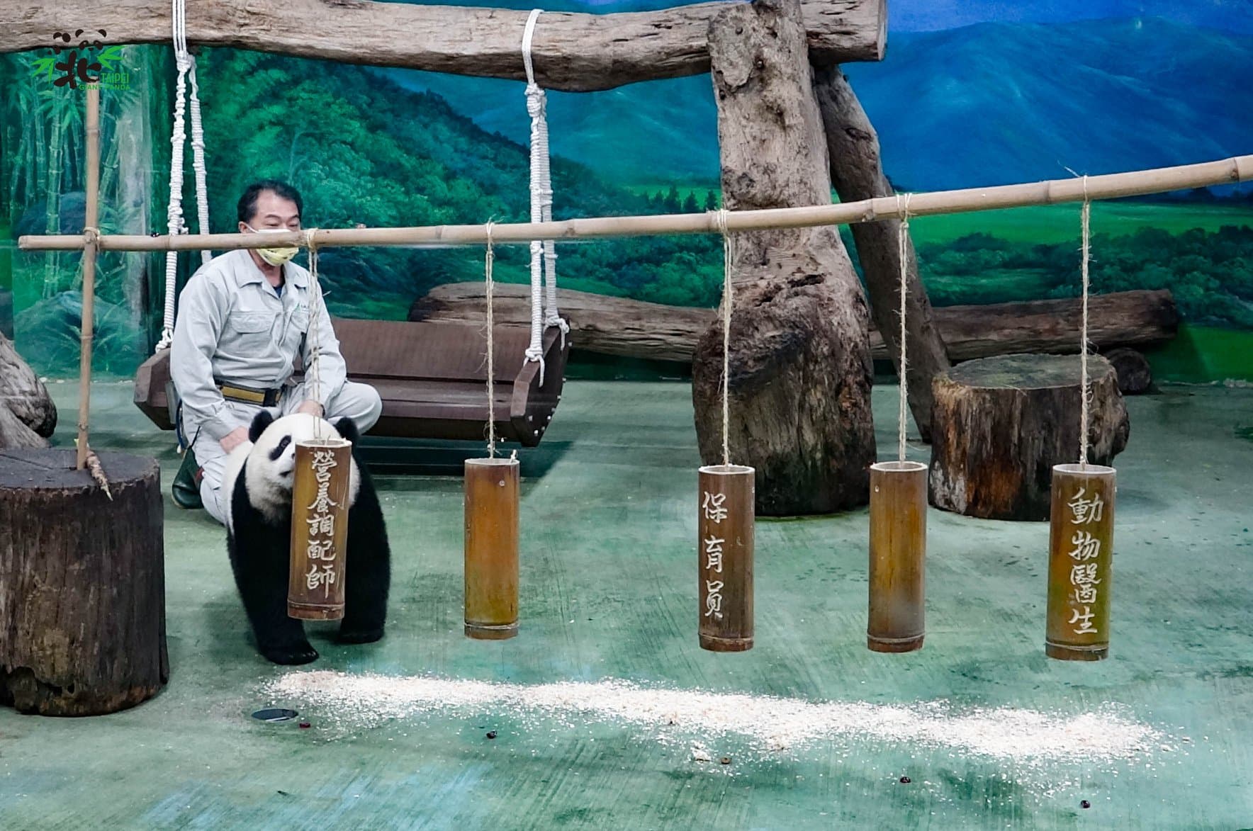 圓寶一開始抓了「營養調配師」竹筒,後面是保育員彪爸。(台北市立動物園提供)