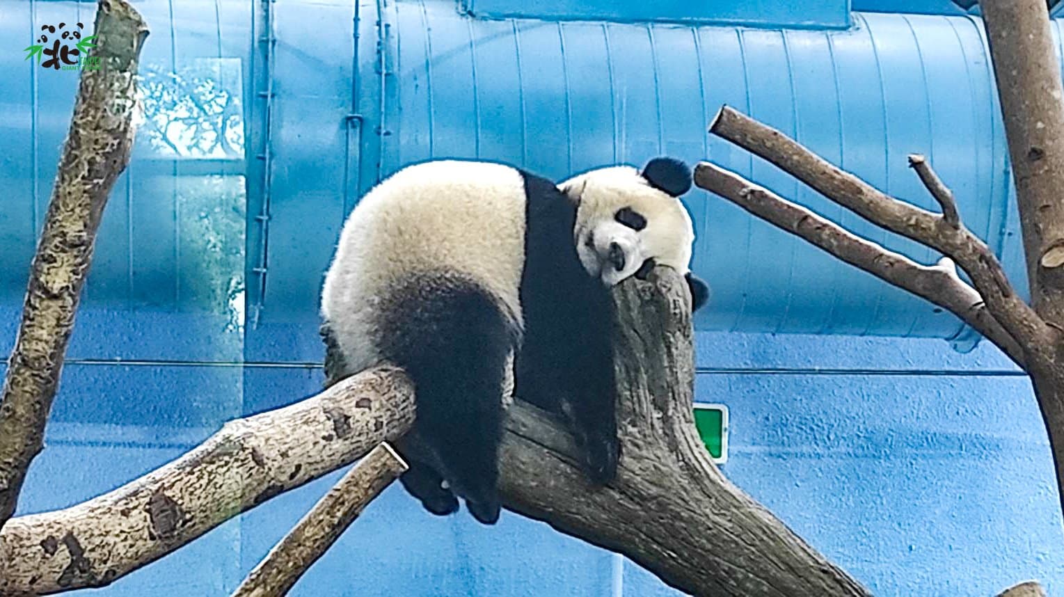 圓寶現在體重35公斤,每天吃飽睡好、頭好壯壯。(台北市立動物園提供)