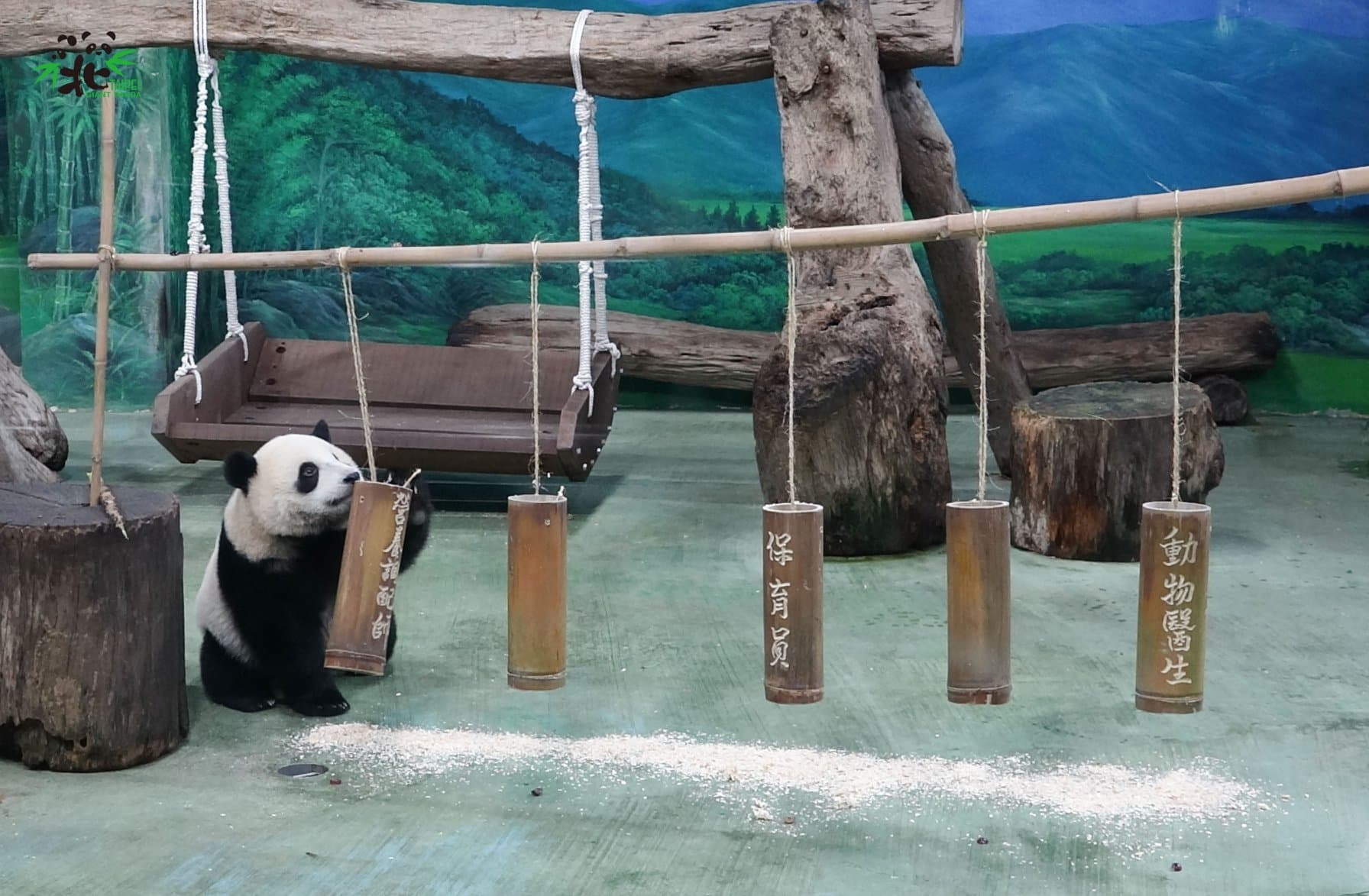 圓寶抓週,一開始抓「營養調配師」竹筒。(台北市立動物園提供)