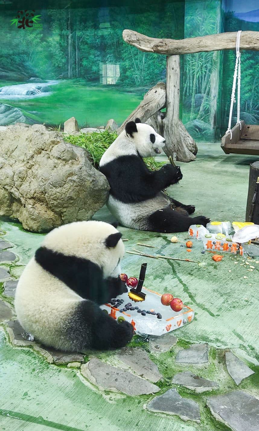 圓寶(前)1歲生日第一次吃到甘蔗。(台北市立動物園提供)