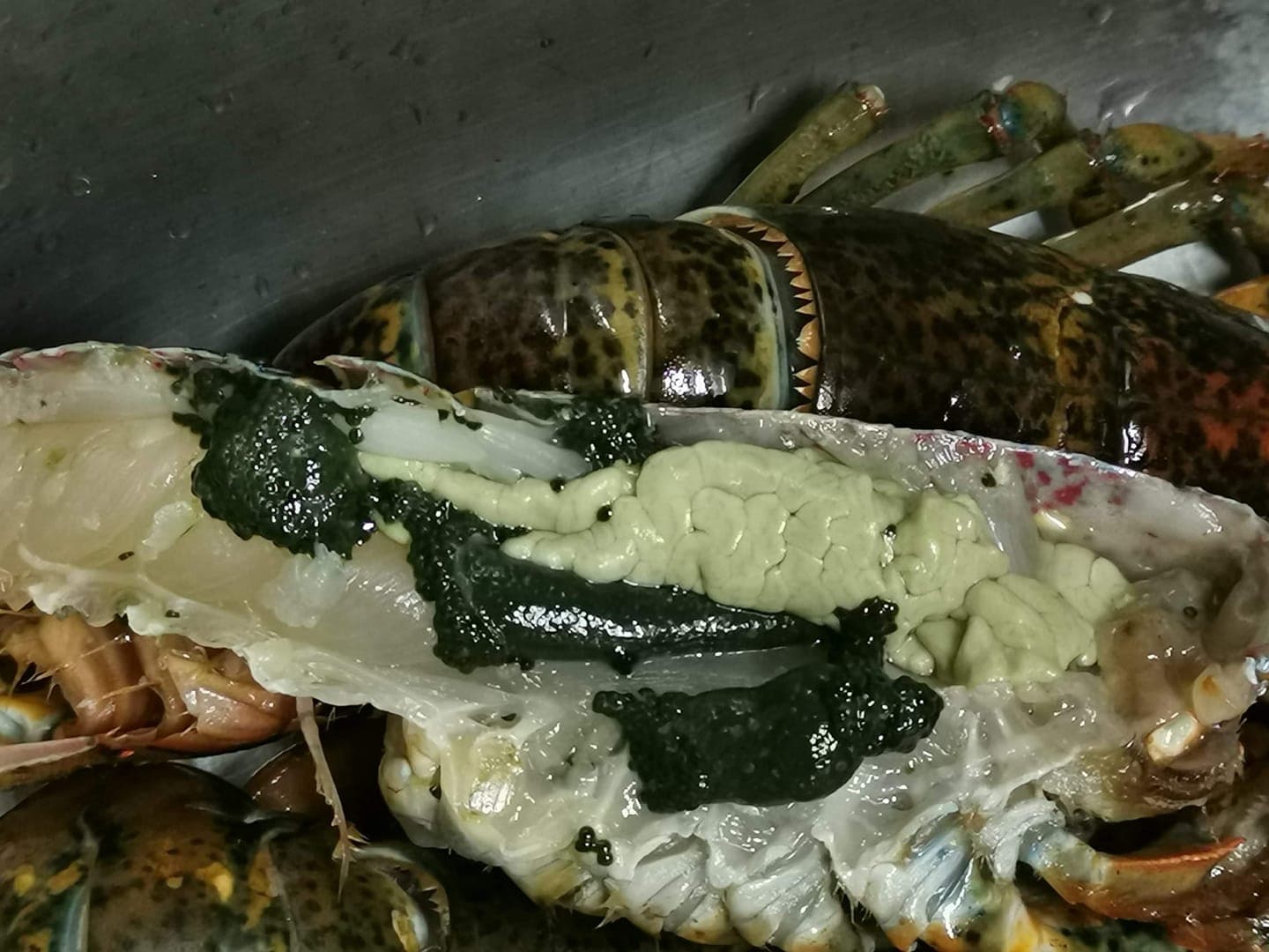 原來深綠色的顆粒是龍蝦卵,淺綠色的物體是蝦膏。(翻攝自臉書社團「廚藝公社」)