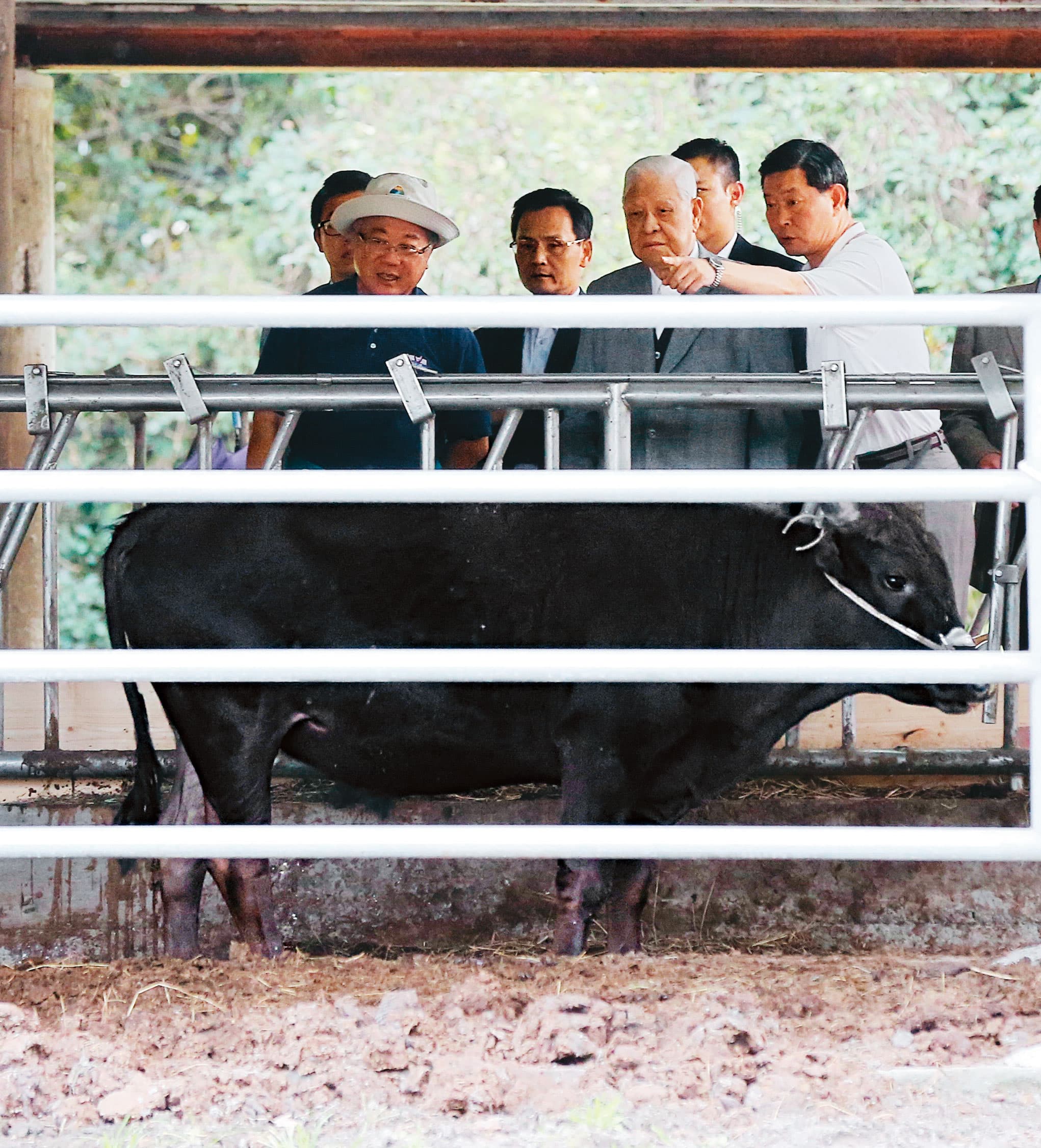 李登輝(右2)晚年成立源興居生技公司,在花蓮兆豐農場飼養源興牛,圖為2017年1月李到源興牛欄舍看牛。