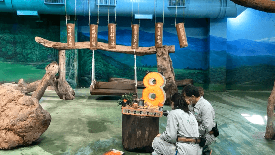 保育員也精心設計冰塊蛋糕,象徵8歲生日的喜悅及滿滿的祝福。(翻攝自Taipei Zoo 臺北市立動物園臉書直播)