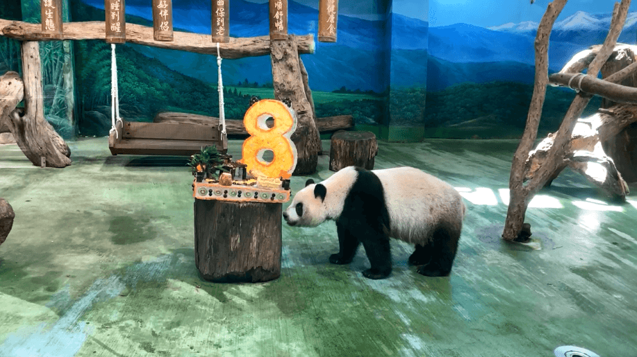 圓仔目前處於「假孕期」,看上去懶洋洋胃口不太好。(翻攝自Taipei Zoo 臺北市立動物園臉書直播)