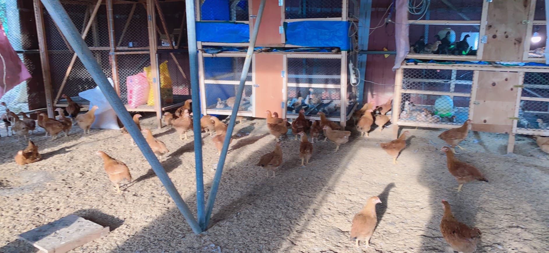 王宥忻將放山雞帶回家飼養,每天吃新鮮的蛋。(王宥忻提供)
