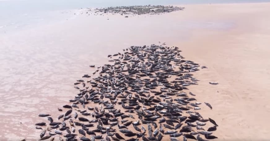 影片中成群的海豹數量相當壯觀。(翻攝自Ythan Seal Watch臉書)