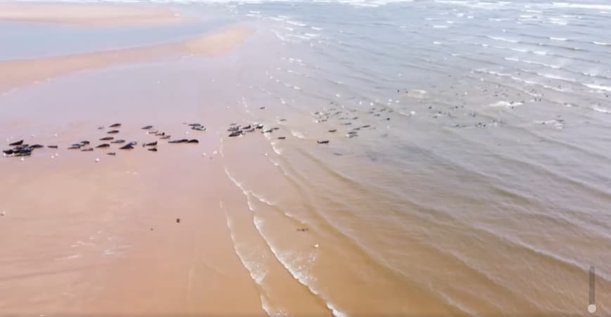 遭驚嚇的海豹們成群躲入海中。(翻攝自Ythan Seal Watch臉書)