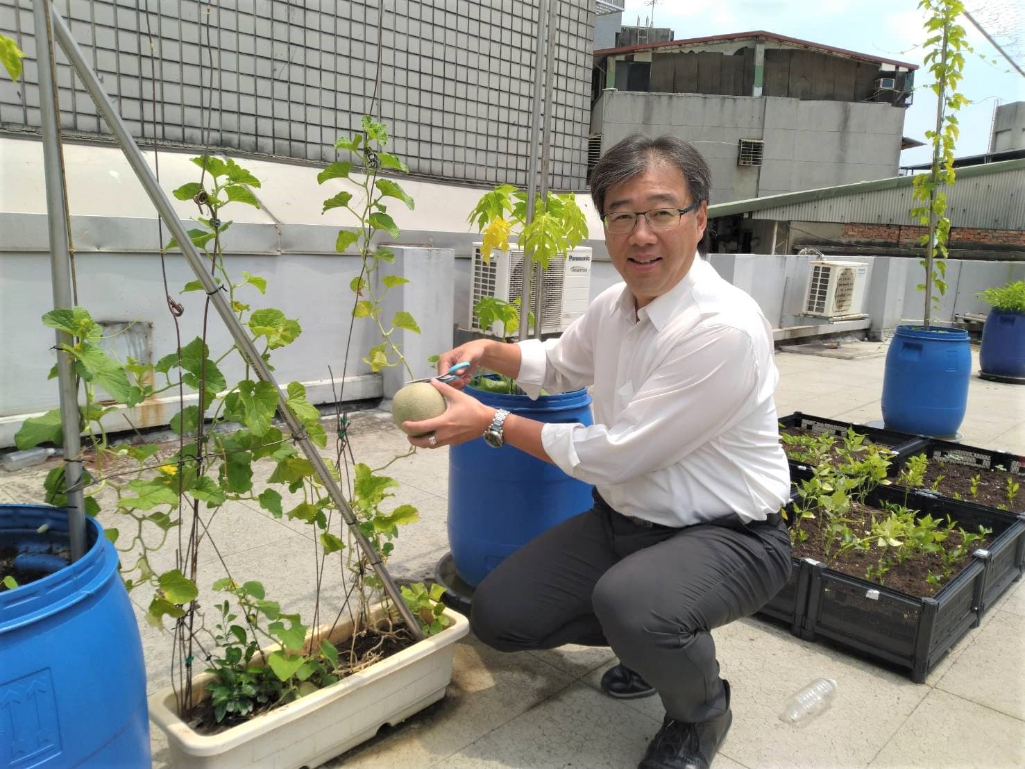 逢興曾在公司頂樓闢開心農場,綠手指的廖天倫成功種出哈密瓜,興奮採收。(逢興生技提供)