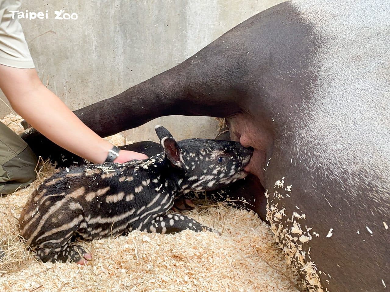 在保育員和獸醫協助下,小寶寶終於喝到母乳。(台北市立動物園提供)