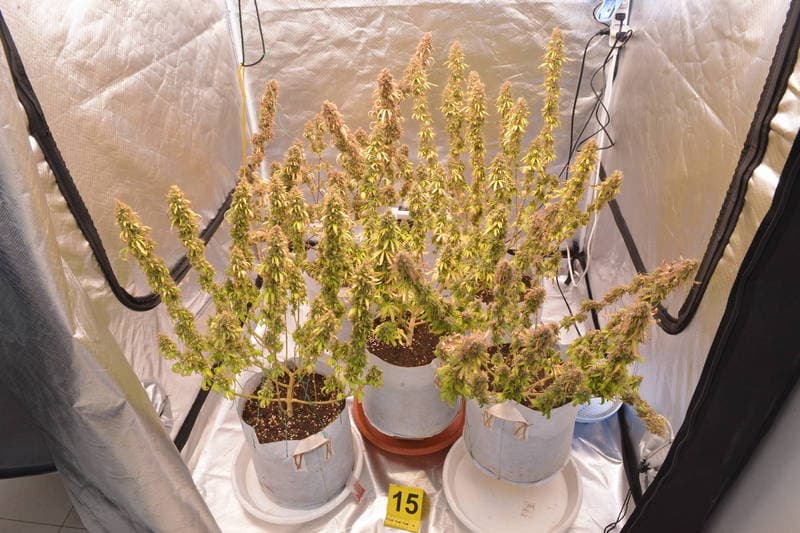 這種特殊的「酸柴油」大麻,是國內罕見品種。(警方提供)