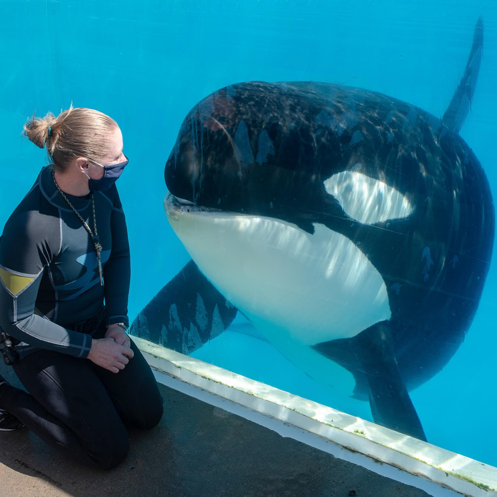 有組織爆料園區內的鯨鯊,生前曾遭到不當對待。(翻攝SeaWorld San Diego臉書)
