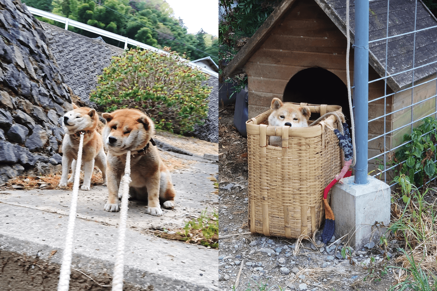 原PO常在推特分享家中4隻柴犬的日常,也有提到影片主角小葵一直很愛這個竹簍。(圖片翻攝推特@sabuchan105)