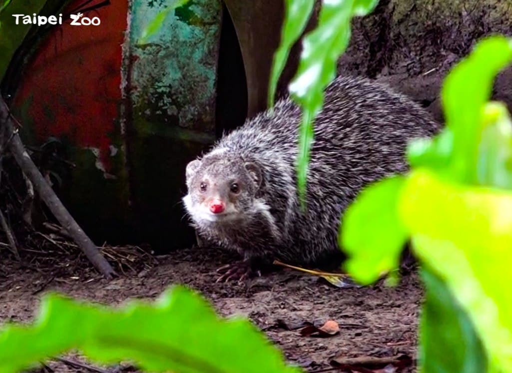 除了水獺以外,食蟹獴也能夠品嘗到螃蟹大餐。(翻攝自「Taipei Zoo 臺北市立動物園 」臉書)