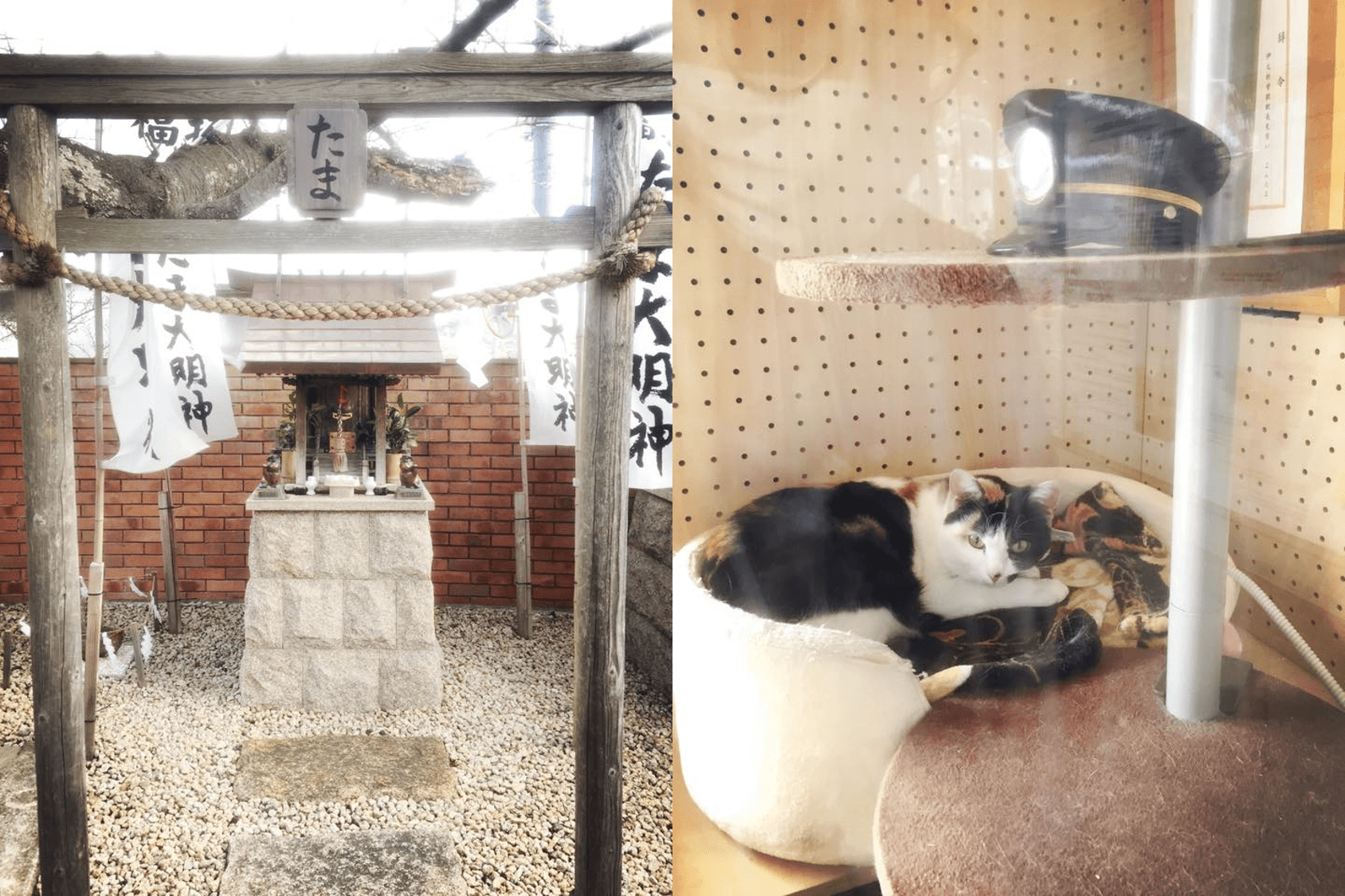 初代站長小玉16歲高齡過世後,小玉任職的貴志站月台還設有小玉神社(圖左);目前由四代玉(圖右)與二代玉輪班值勤。(讀者提供)