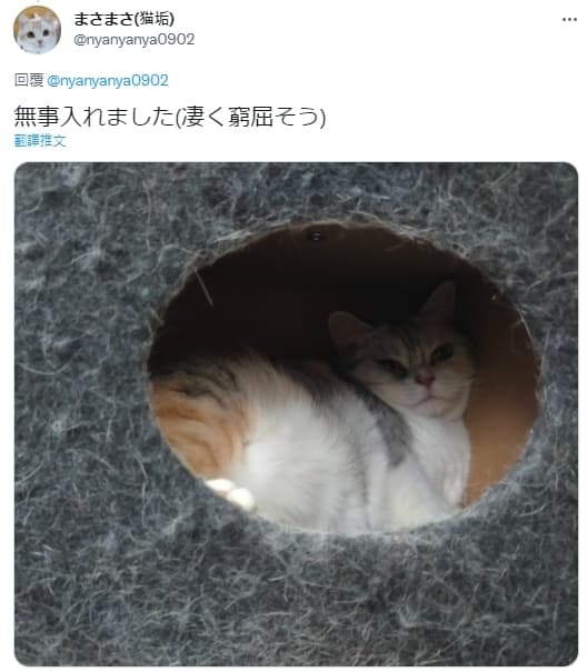 粉絲也頗關心MICO有否得救,飼主回覆照片表示,最後牠還是成功塞進去了,只是表情有點奧嘟嘟。(圖片翻攝推特@nyanyanya0902)