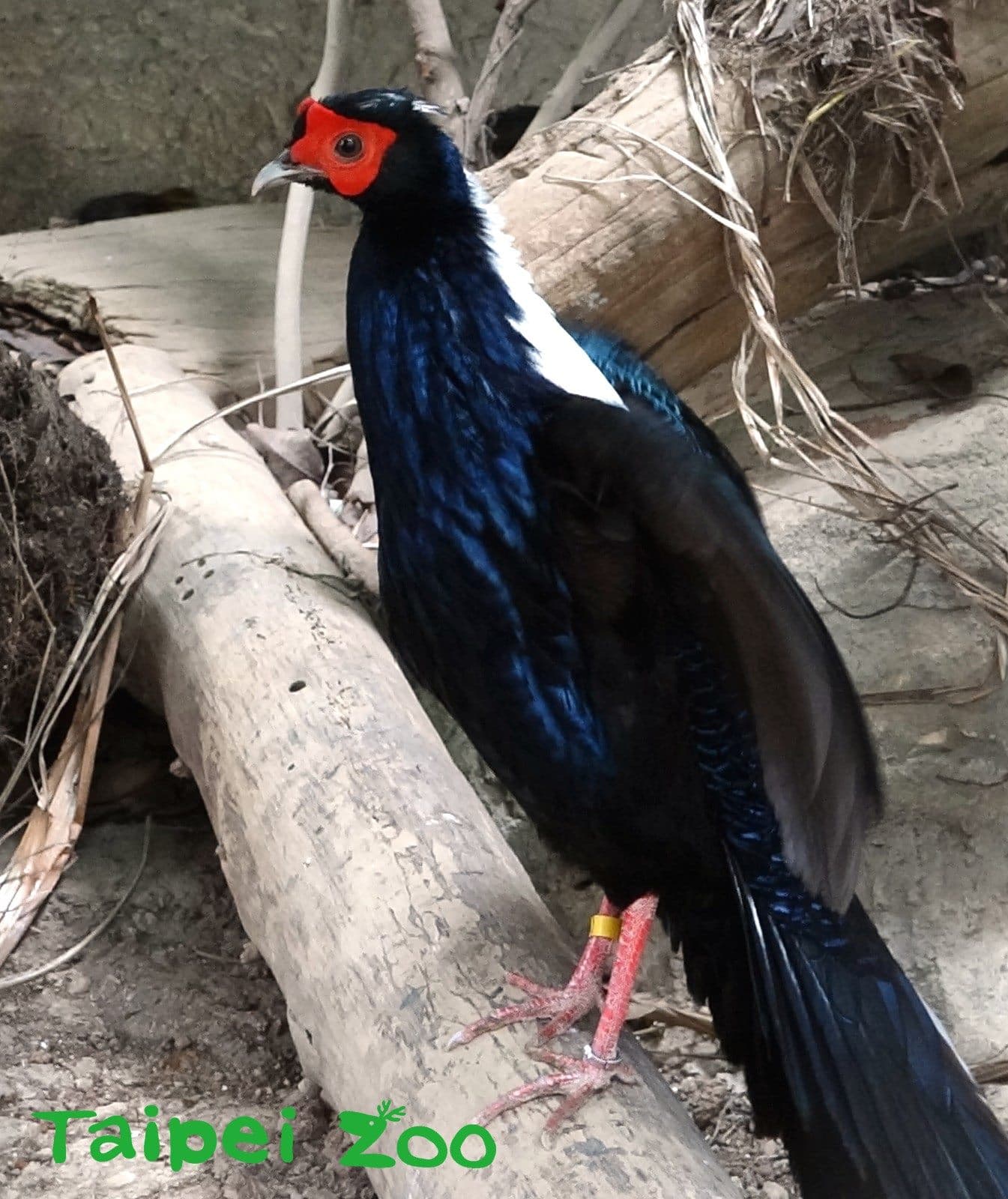 國寶藍腹鷴。(翻攝自台北市立動物園)