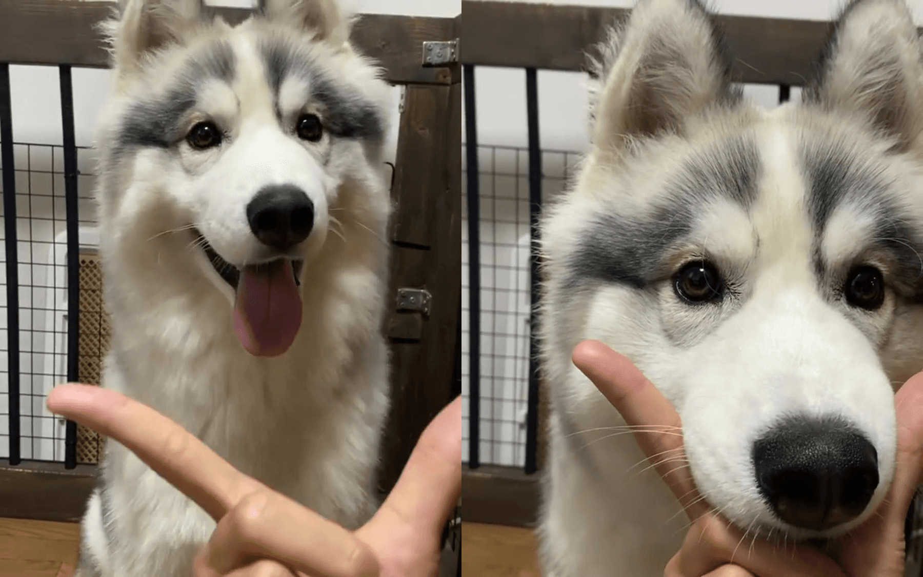阿波羅平常就很愛跟飼主玩靠下巴遊戲,飼主表示這招教牠一次就會了。(圖片翻攝推特@Apollo_Husky_12)