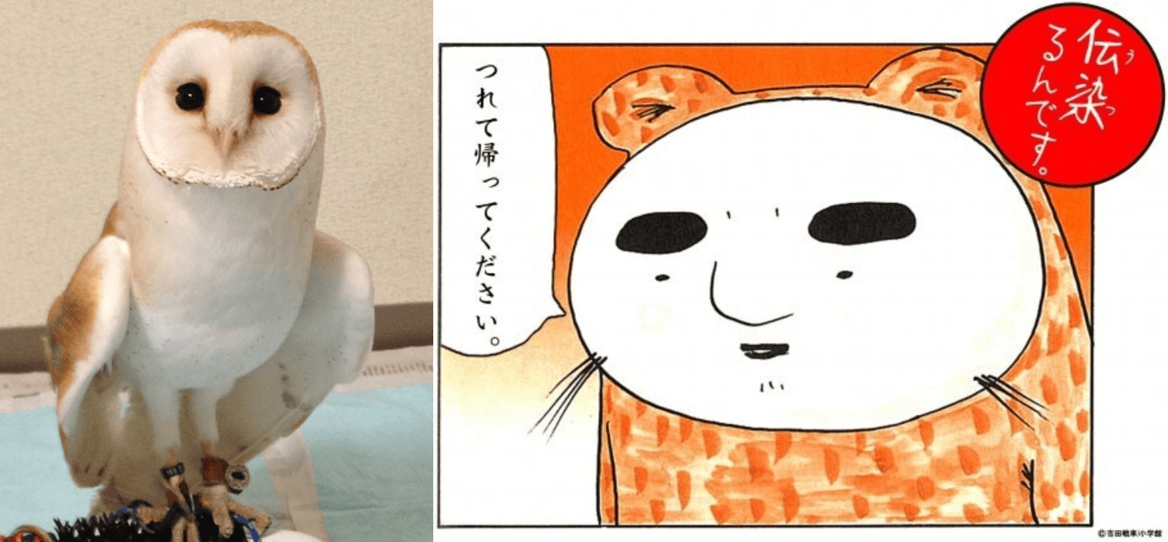也有人覺得貓咪敷面膜很像貓頭鷹以及漫畫傳染裡的角色水獺。（翻攝自推特@ef63_189asama／@ironnajibun）