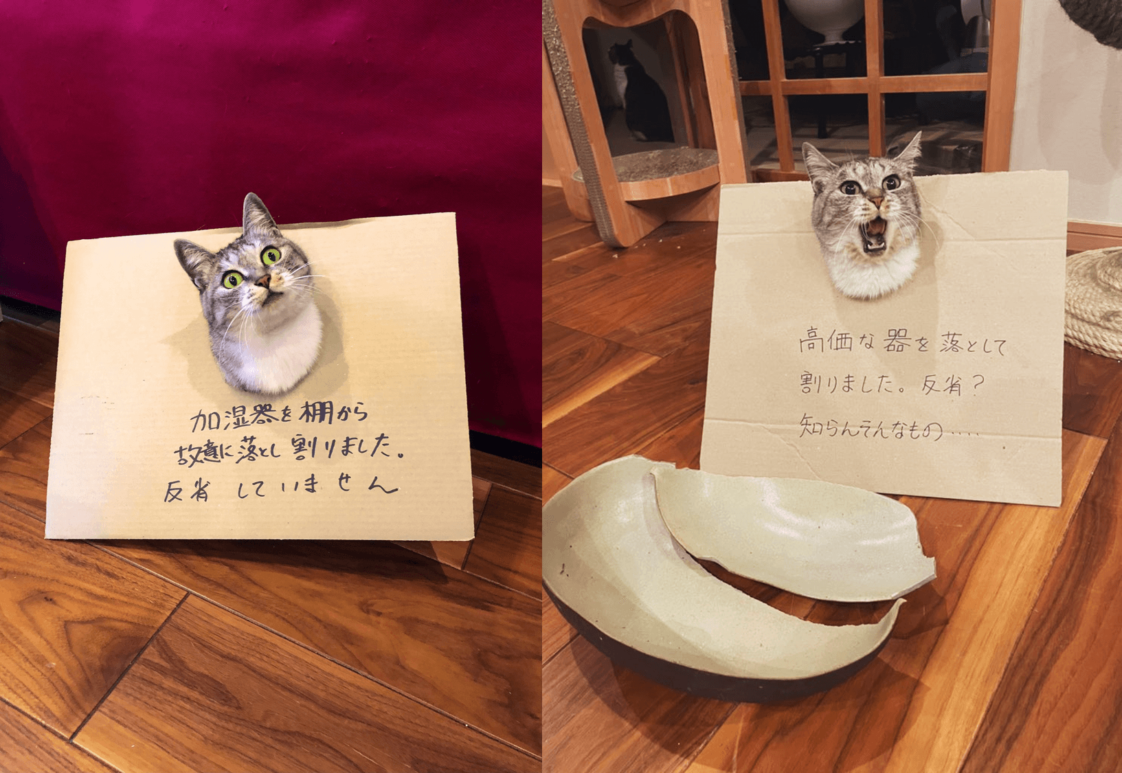 兩姊妹一直以來都是破懷王,飼主曾在牠們脖子掛上紙板寫上罪狀,貌似處刑檢討,但兩貓的表情完全沒有要反省的意思。(圖片翻攝推特@kokonananya)