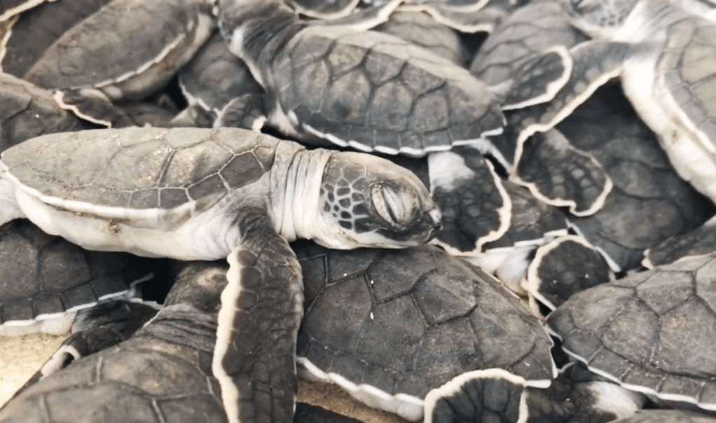 小笠原海洋中心致力於綠蠵龜等海洋生物的保育與研究,經常於社群分享在中心復育的小海龜療癒的日常。(翻攝推特@mt_seaturtle)