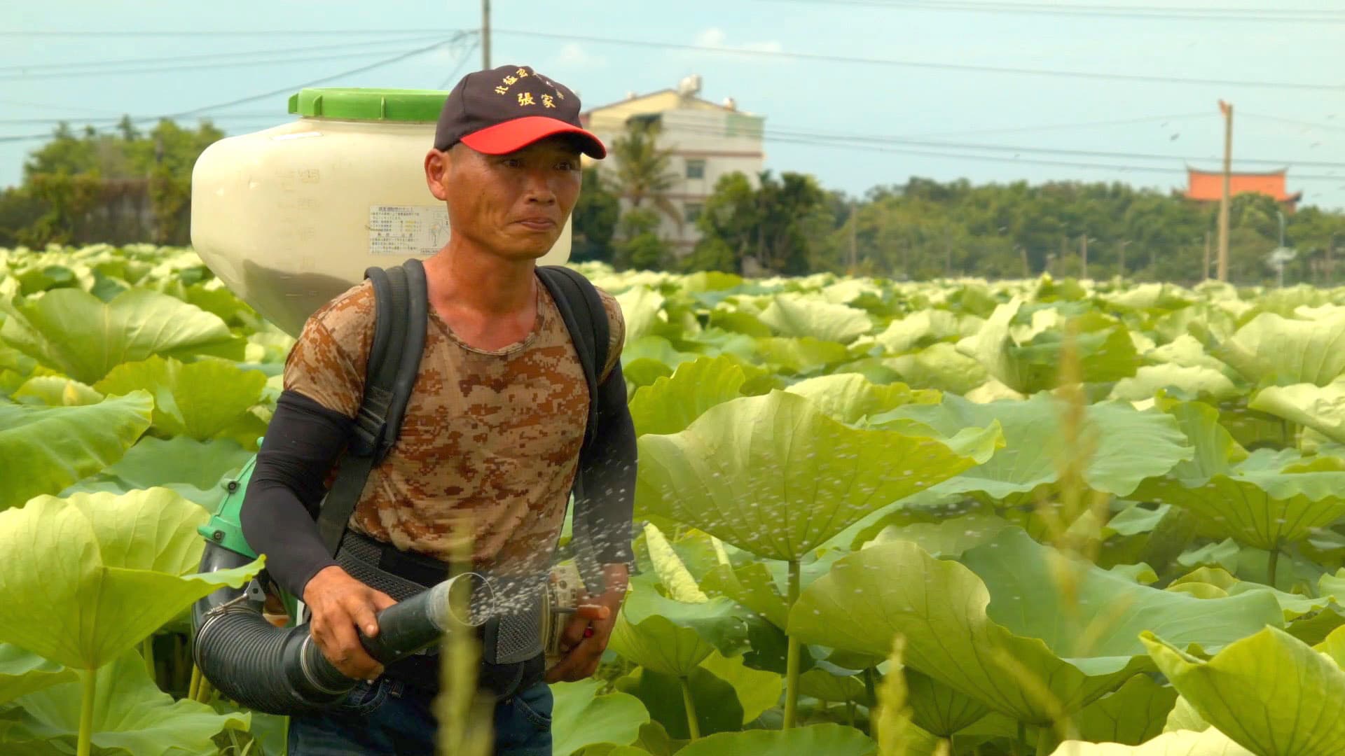 《老鷹之手》把鏡頭對準牛斗山的藕田，以及當地辛勤勞作的農人。（天馬行空提供）