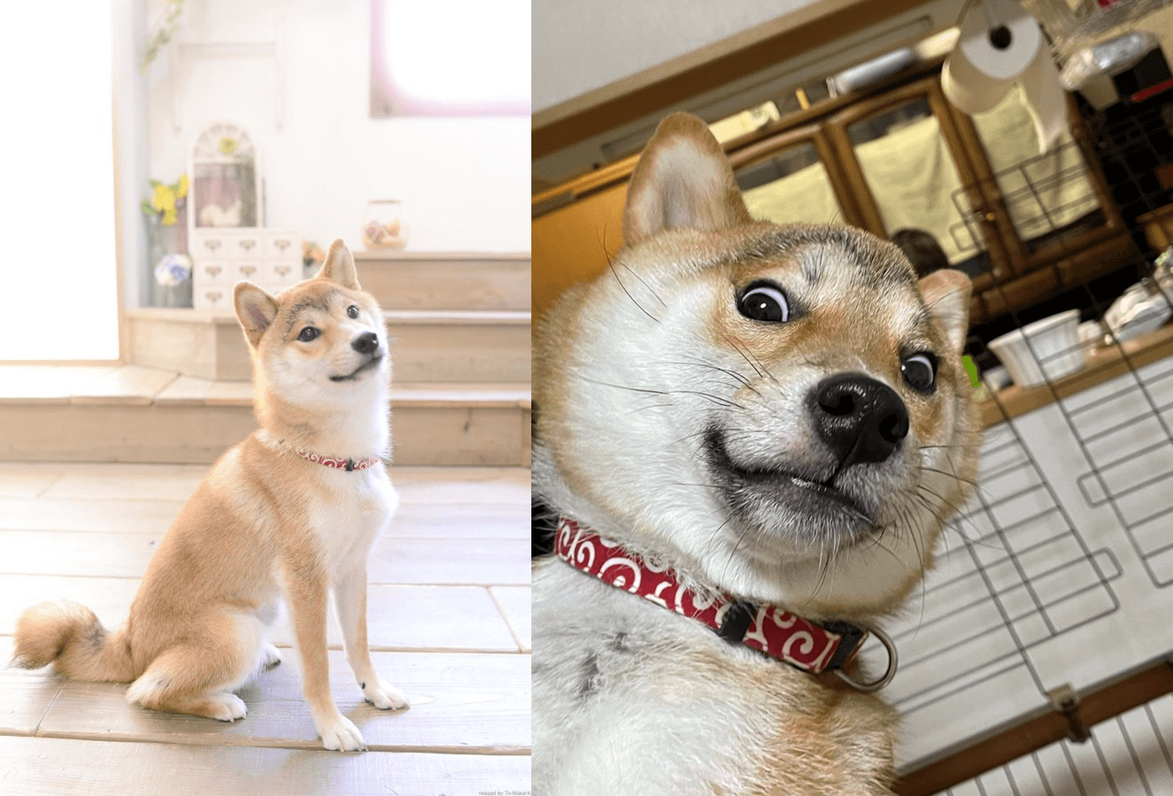 柴犬海苔從小就因毛色,天生自帶一對驚訝濃眉,親人討喜的個性也常有許多搞笑日常,飼主替牠開設推特帳號分享,累積不少粉絲。(翻攝自推特@ isobe0912)