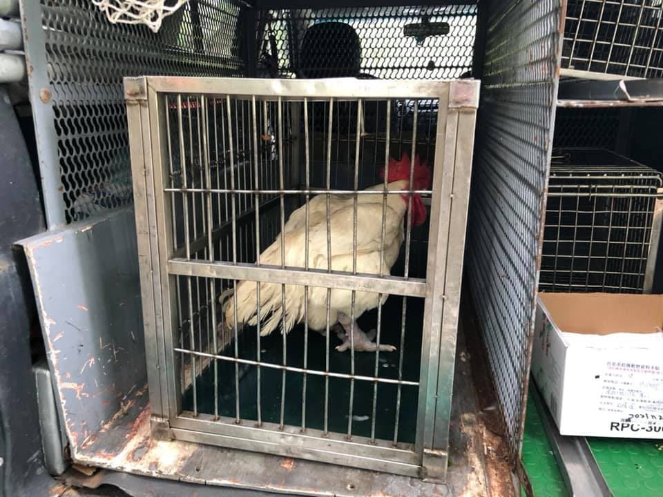 被丟入花園的活雞，稍後由動保處帶走。（翻攝自我是東湖人）
