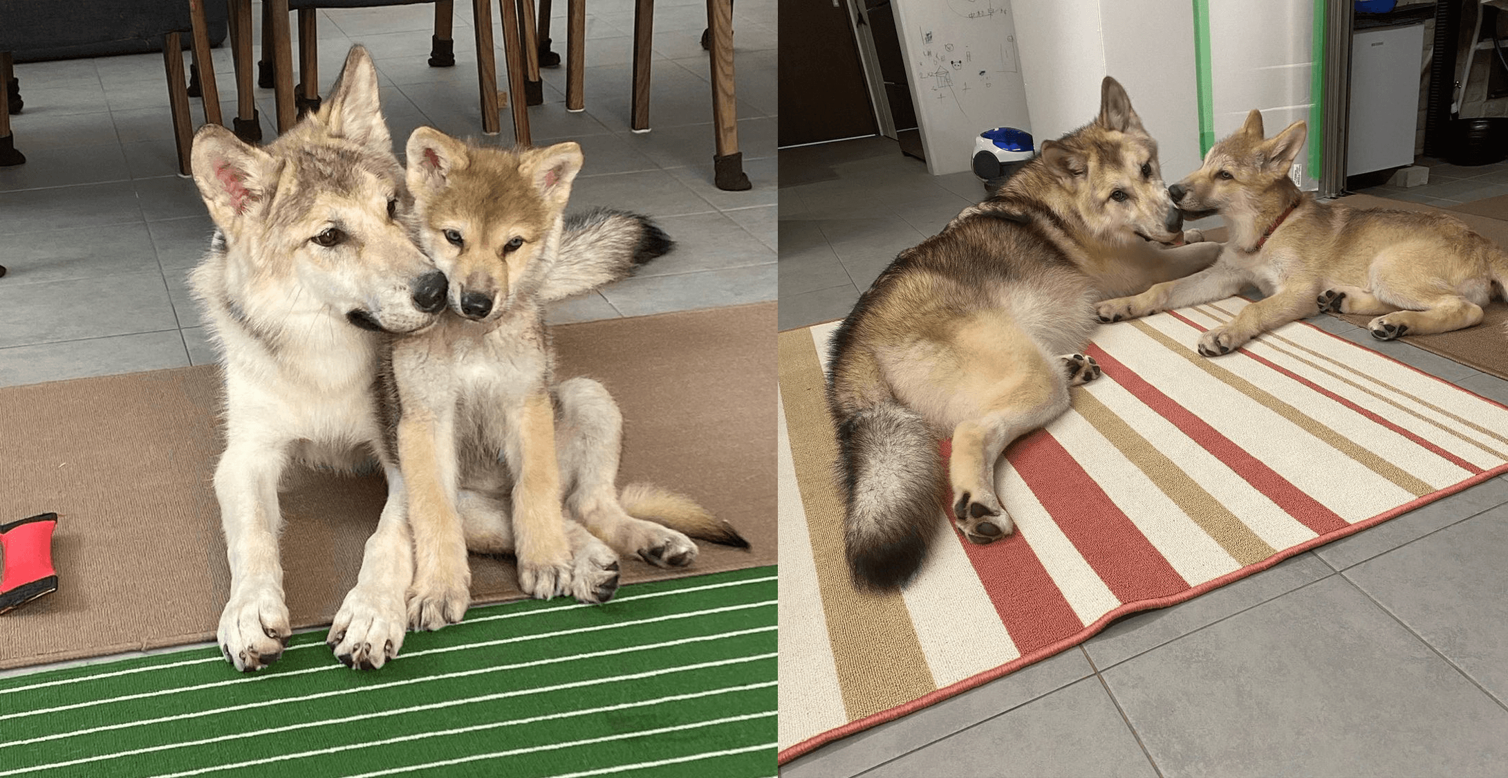 原PO家中先飼養了狼犬姐姐NAO,四個月後再養了狼犬弟弟KUN。照片中的KUN約一個月大,對比近日影片中的體型已落差很大。(翻攝IG@ wolfdog_nao_kun)