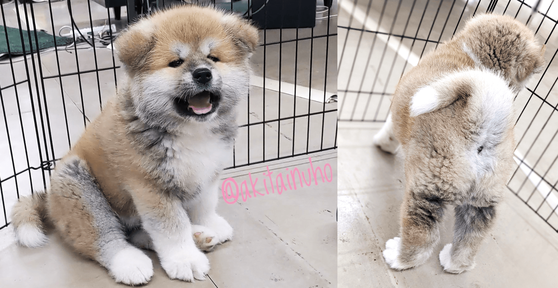 位在日本秋田縣的《秋田犬會館》,除了是秋田犬博物館外,館內也飼育許多秋田犬,剛出生不久的幼犬有時會出現在館內,極受遊客關注。(翻攝推特@akitainuho)