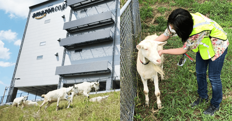 日前知名電商《日本亞馬遜》,也曾在推特分享自家山羊員工,在廠區斜坡草地除草的績效很好,又能療癒員工。(翻攝推特@AmazonJP)
