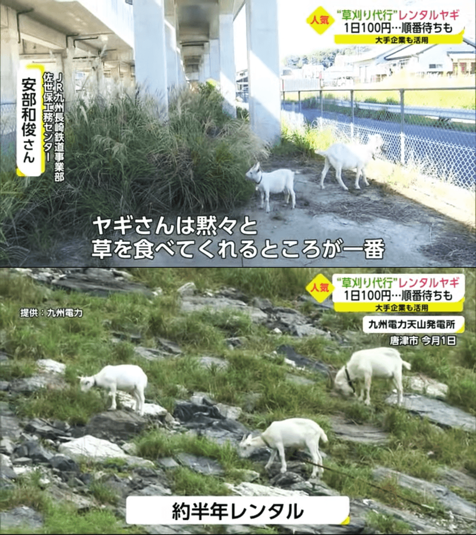 除了私人農地果園會租用山羊除草,日本一些公共事業如鐵路、電力公司也會請山羊來除雜草。安靜不打擾居民,遍布石塊的崎嶇坡地也能輕鬆除草。(圖片翻攝Youtube頻道サガテレビ)
