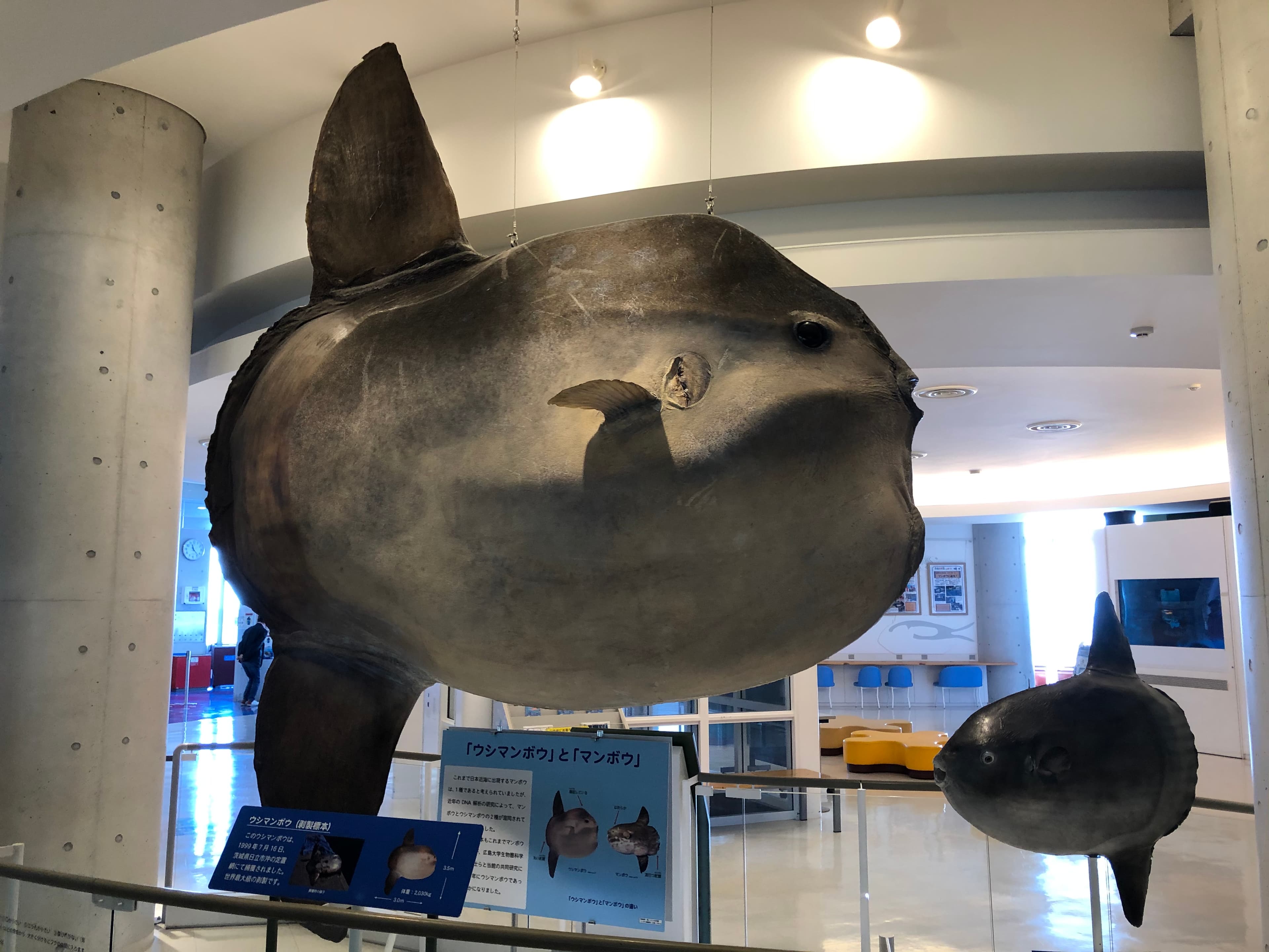 位於日本博物館的巨大翻車魚標本。(示意圖,翻攝維基百科)