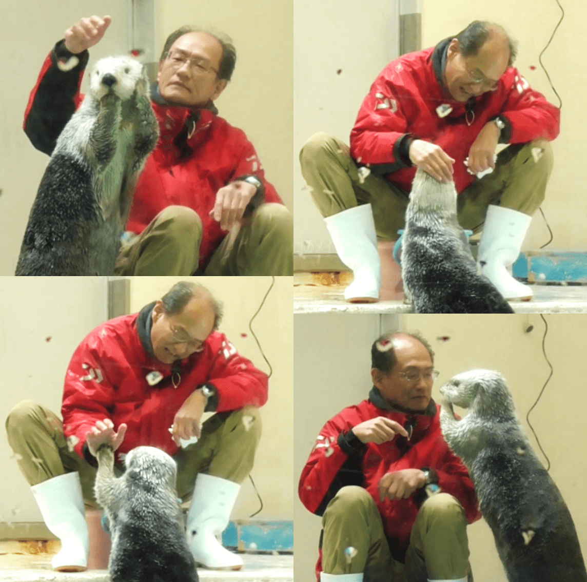 海獺小梅的飼育員之一，在水族館工作超過40年的石原先生，經常藉由餵食時，訓練小梅一些動作順便檢查身體狀況。石原與海獺可愛的互動及像是看著自家女兒般的溺愛眼神，曾被網友拍下影片上傳網路爆紅。（圖片翻攝Youtube頻道tobachan）