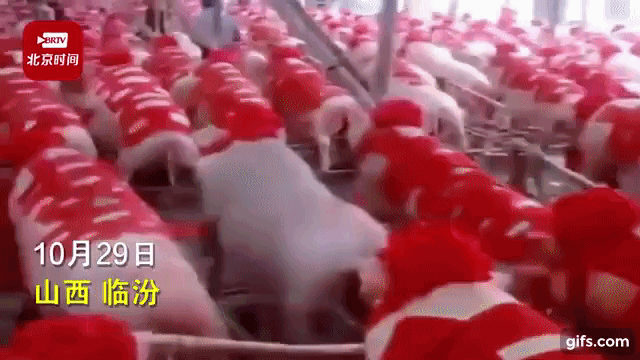 288頭囍豬一字排開超驚人。(翻攝自時間視頻)