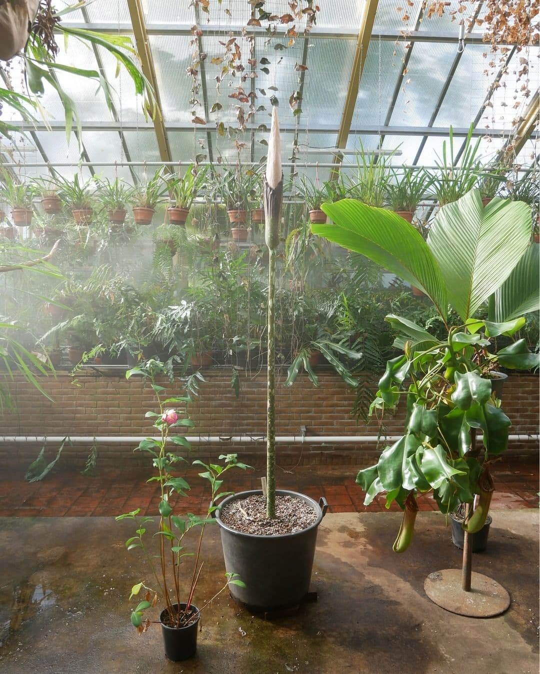 未開花前的「陰莖花」,但已可明顯看到花苞。(翻攝Leiden Hortus Botanicus IG)