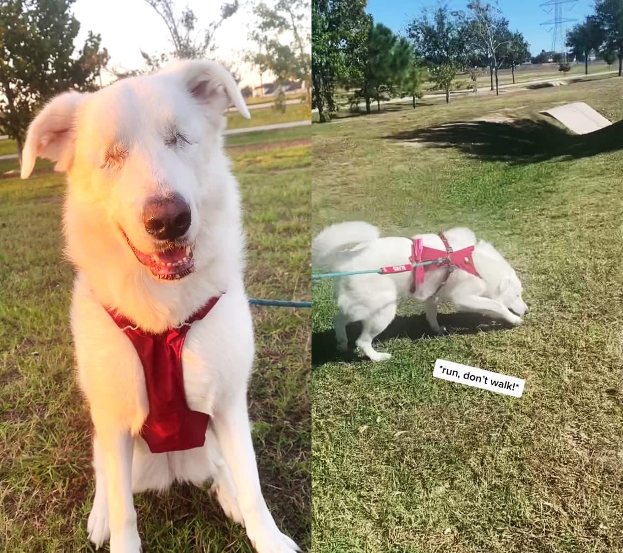 Kida依舊最愛去公園玩耍,開心享受陽光草地,充滿活力的幸福畫面讓網友直呼溫暖。(翻攝抖音@Kida the Pyr)