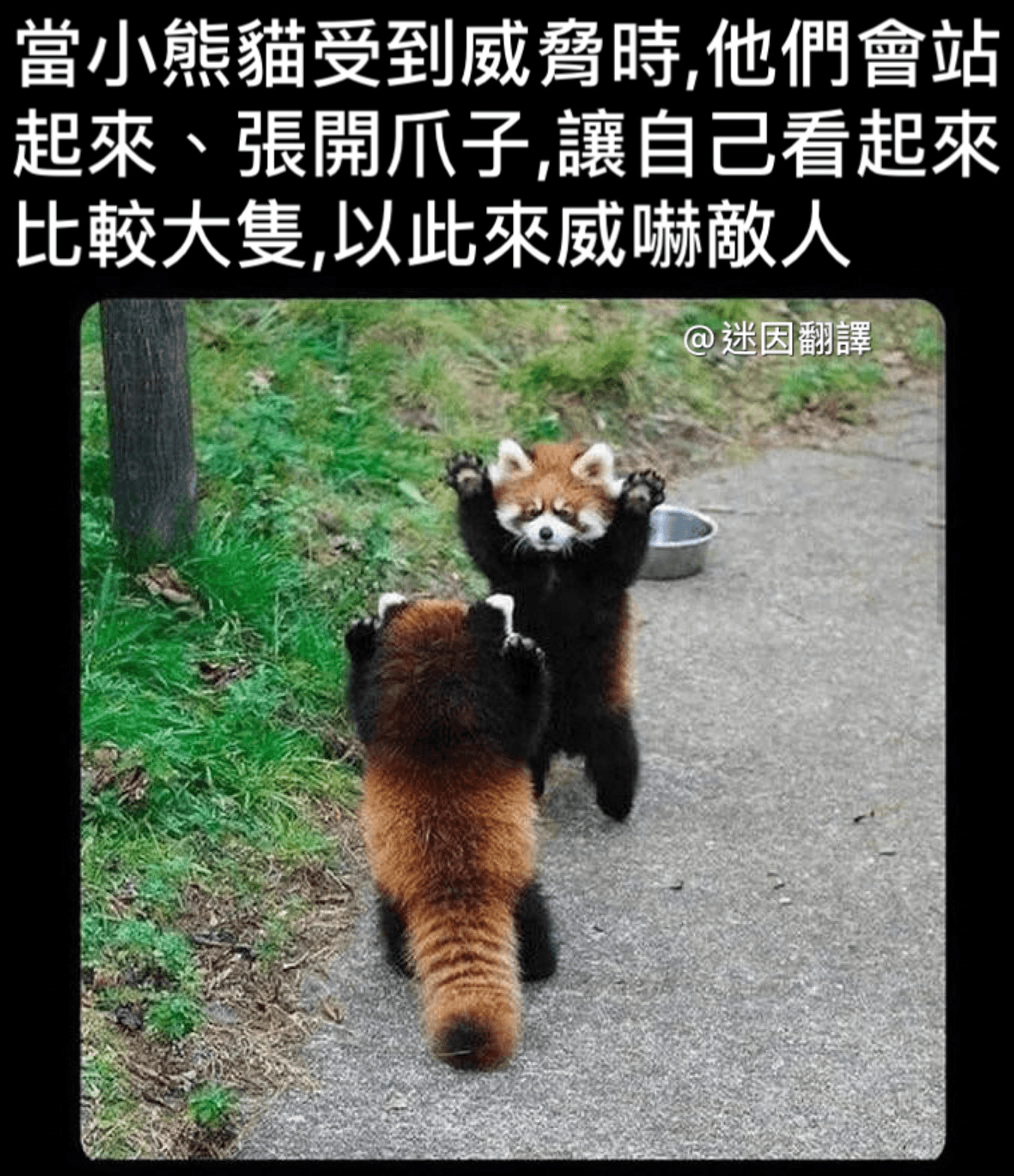 小貓熊為了威嚇敵人,會擺出讓自己身體放大的姿勢,但因模樣太萌而在網路瘋傳成迷因哏圖。(翻攝推特@memetranslation)