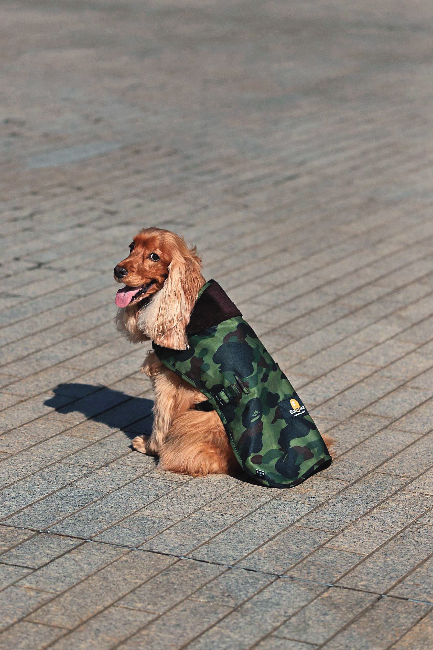 頸部以魔鬼氈黏扣固定的Barbour x BAPE膠囊系列Dog Coa。NT$3,800（台灣八木通商提供）