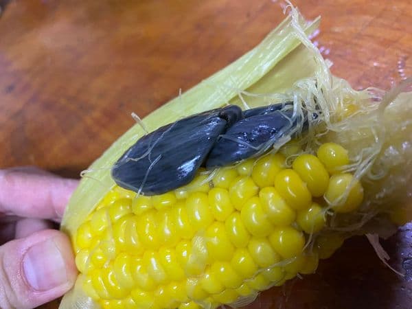 網友說「黑色異形」是玉米黑穗菌,有些國家視為美食。(翻攝自臉書:花蓮同鄉會)