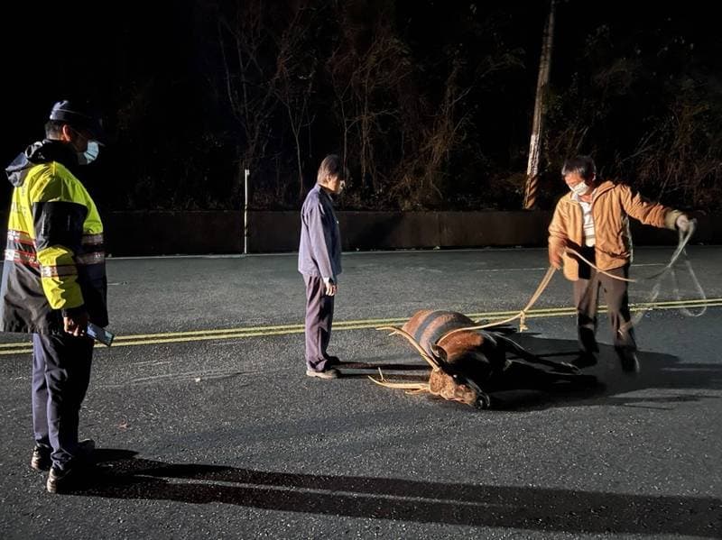 公路總局和馬頭山自然人文協會人員將死亡的水鹿就地掩埋。(馬頭山自然人文協會提供)