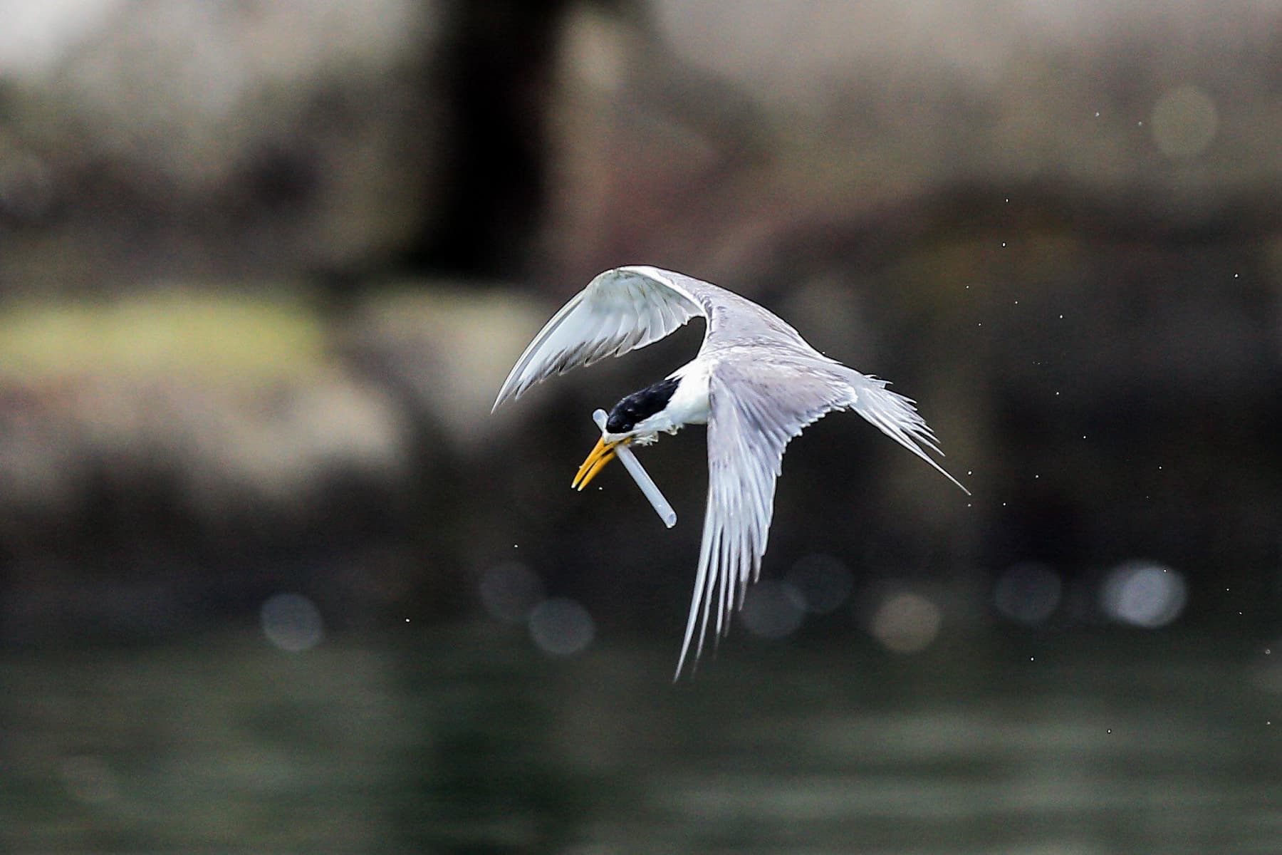 影片關注「鳥嘴卡塑膠垃圾」的燕鷗「小管」,希望觀眾認知生態保育的重要。(采昌提供,本圖由陳信樺攝影)
