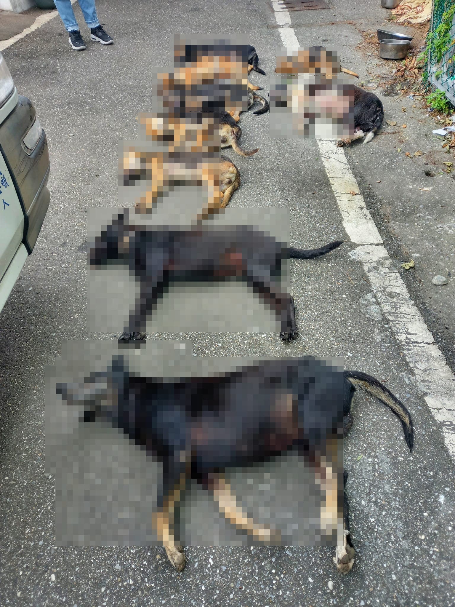 送檢的9頭犬屍中,共有8隻驗出「有機磷」農藥成分。(翻攝花蓮貓狗送養及走失協尋專區臉書)