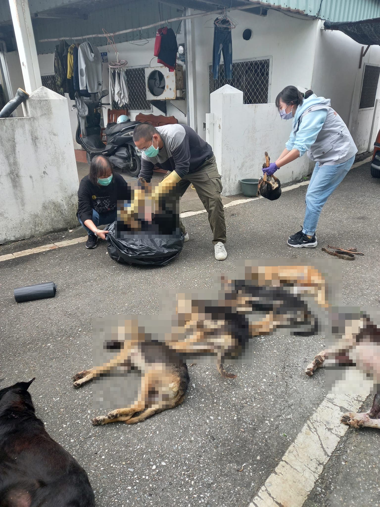 當地動保人士含淚清理犬隻屍體。(翻攝花蓮貓狗送養及走失協尋專區臉書)