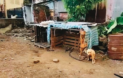 本月初,屏東一名3歲男童遭鄰居飼養的比特犬咬死,震驚社會。(東森新聞提供)