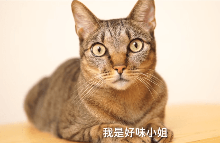 短褲是一隻虎斑公貓,也是好味小姐養的第一隻貓。(翻攝自好味小姐 Lady Flavor YouTube)