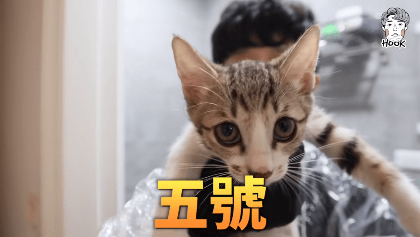 HOOK共有養2隻貓,其中五號為一隻還不滿2歲的虎斑貓。(翻攝自HOOKYouTube)