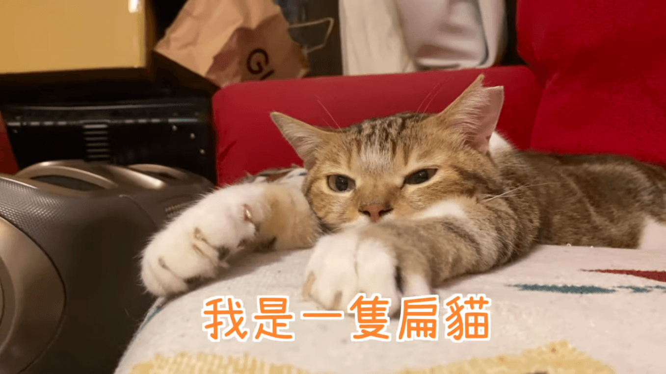 肚臍是一隻天蠍座的公貓,左耳有結紮的剪耳記號。(翻攝自肚臍是隻貓YouTube)
