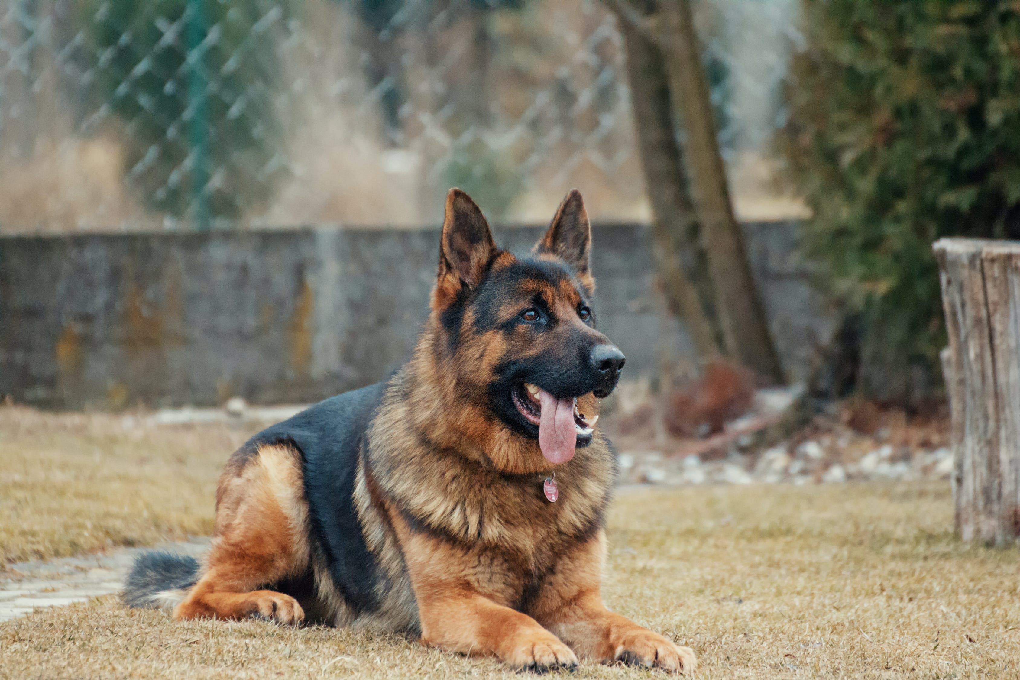 據悉遭侵犯的犬隻，是一頭體型龐大的德國牧羊犬。（示意圖，翻攝Pexels）