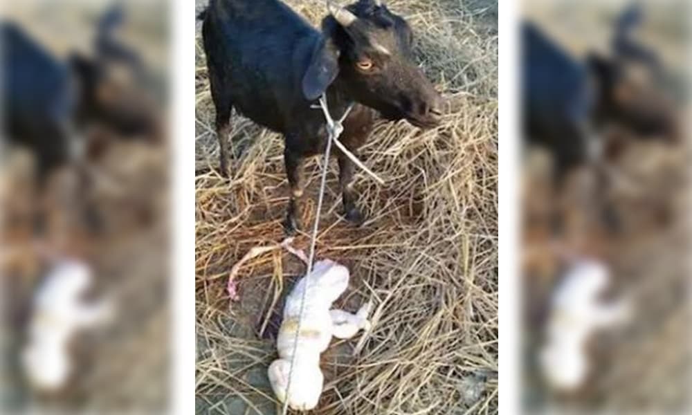 山羊的飼主表示,印度許多地方都把動物生下畸形兒當凶兆。(翻攝《trixabia.com》)