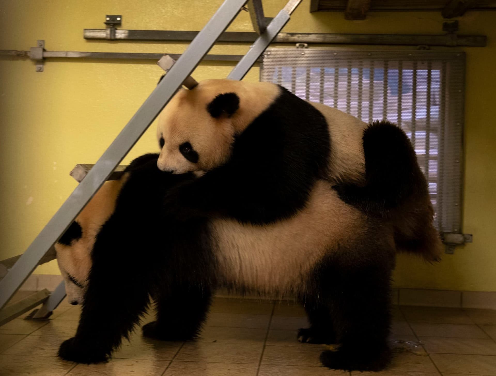 法國圓仔一天與伴侶啪啪啪8次。（翻攝Zoo de Beauval官網）